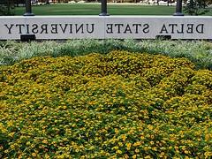 yellow_flowers_DSU_flagpole_small